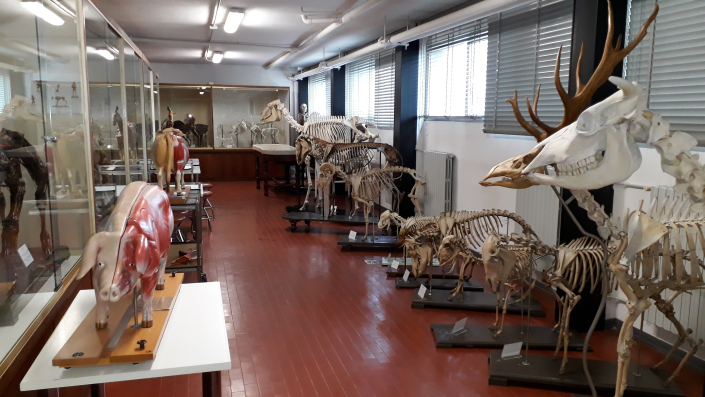 Le collezioni del Museo Anatomico Veterinario A. Lemoigne