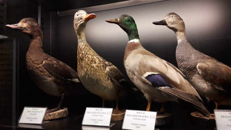 Museo Anatomico Veterinario A. Lemoigne