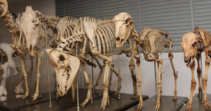 Anatomical Veterinary collection - History