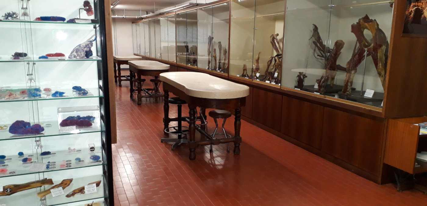 Collezione anatomico Veterinaria - Nuovi orari